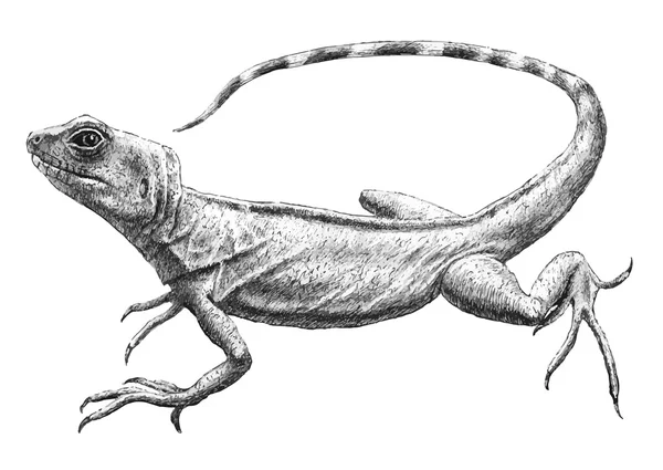 Иллюстрация с реалистичной ящерицей . — стоковый вектор