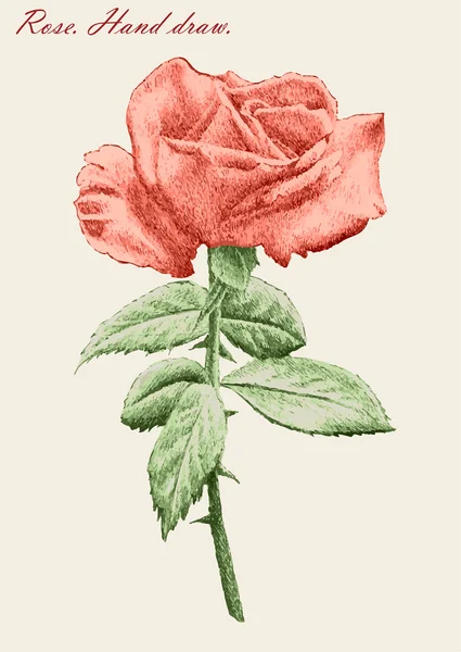 Illustratie met gekleurde rose op een lichte achtergrond — Stockvector