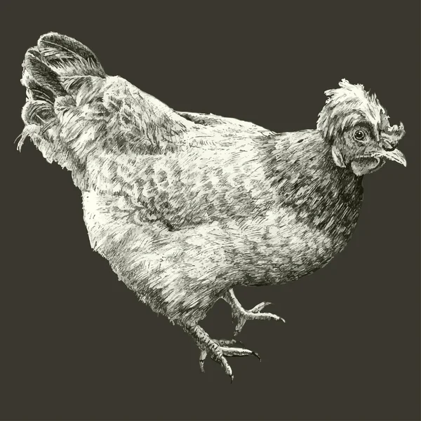 Illustration avec poule réaliste — Image vectorielle