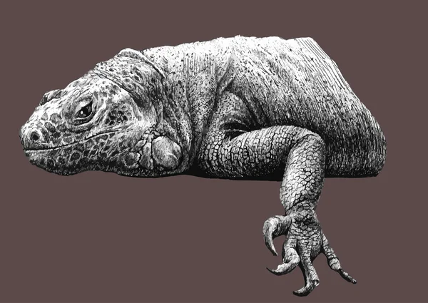 Ilustración con una iguana grande — Archivo Imágenes Vectoriales