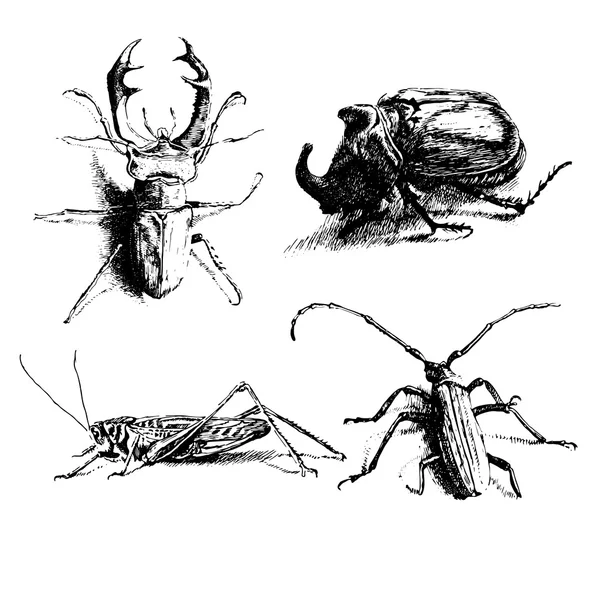 Black and white illustration with different bugs — Stock Vector