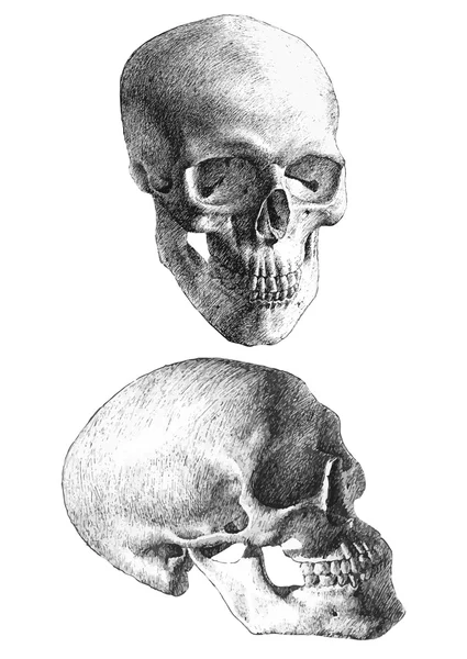 2 つの解剖学的な頭蓋骨の図 — ストックベクタ
