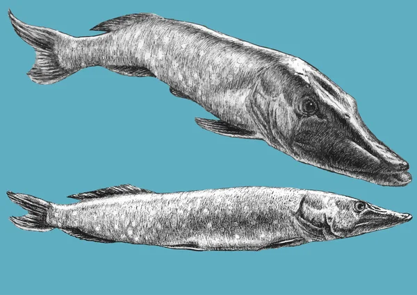 Illustration with two realistic pike — Stock Illustration Illustration with two realistic pike Royalty Free Stock Vectors