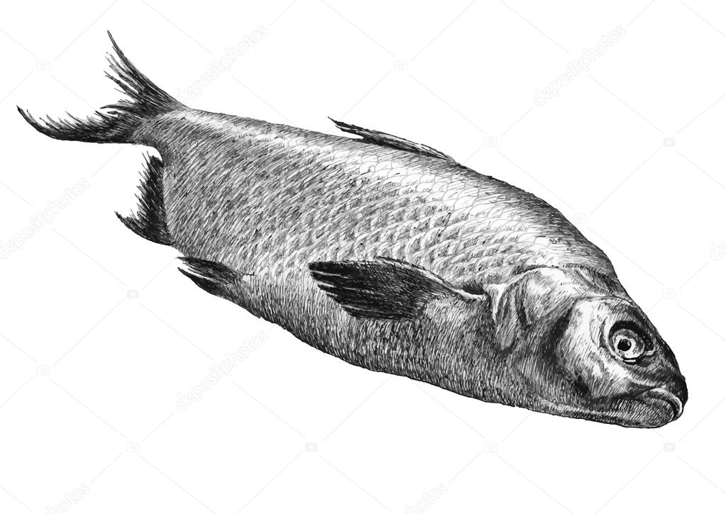 新鮮な魚 イラスト リアル すべてのイラスト画像 新鮮な魚 イラスト リアル すべてのイラスト画像