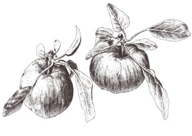 Resimde iki elma ile.