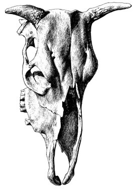 İllüstrasyon inek kafatası ile.