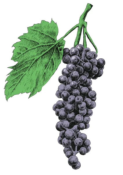 Illustrazione con uva . — Vettoriale Stock