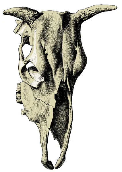 Ілюстрація з черепом корови . — стоковий вектор