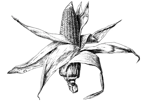 Illustration monochrome avec maïs . — Image vectorielle