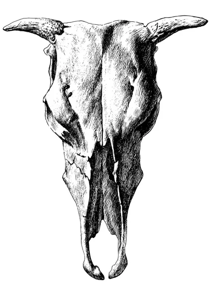 Ілюстрація з черепом корови . — стоковий вектор