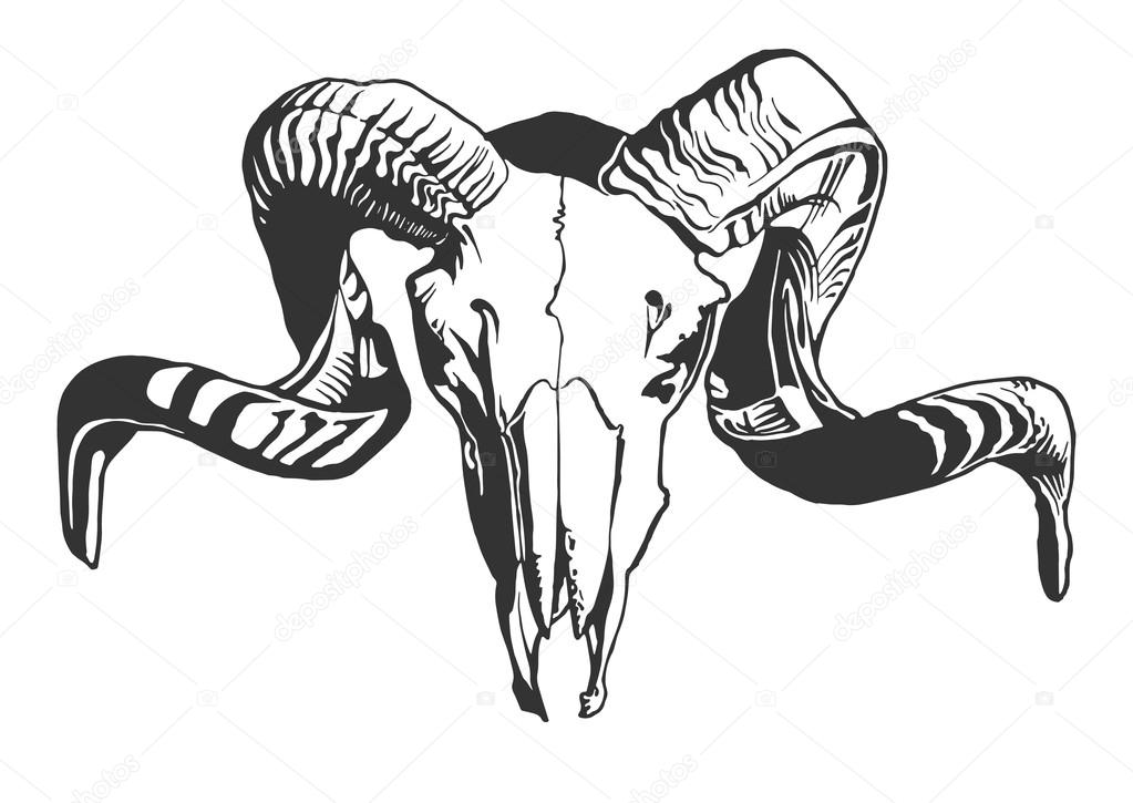 Illustration with goat skull. Stock Vector Image by ©rednex #92654916