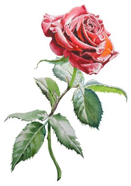 İllüstrasyon kırmızı gül ile.