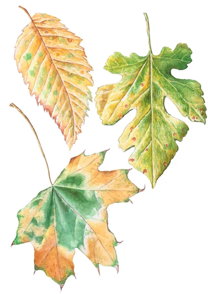   Autumn leaves. Set.