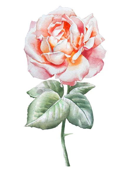 Illustration avec rose . — Photo