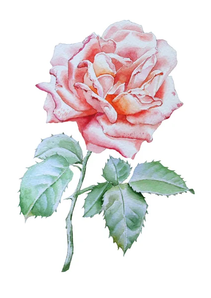 Иллюстрация с розой . — стоковое фото