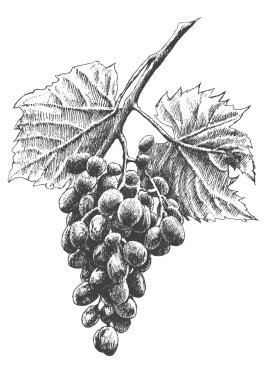 Resimde üzüm ile. Vektör.