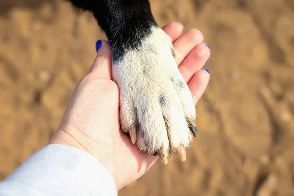 Close-up of a dog\'s paws in a woman\'s hand. Concept of love, friendship and caring for pets. Animal\'s help to people in emergency and difficult situations. Guide dog for the blind