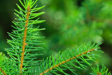 Fotokopi alanı olan yeşil arkaplandaki köknar yapraklarını kapat.