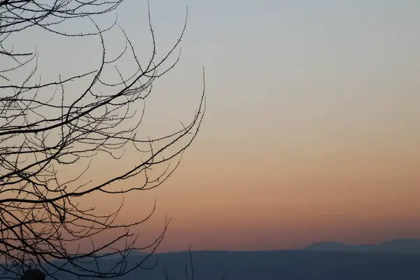Дерево Небо Вечернее Время Огненное Небо — стоковое фото