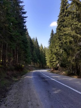 Güneşin doğuşuyla ağacın içinden geçen güzel dağ yolu..