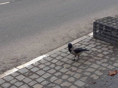 Otoparkta bir karga. Gri ve siyah.