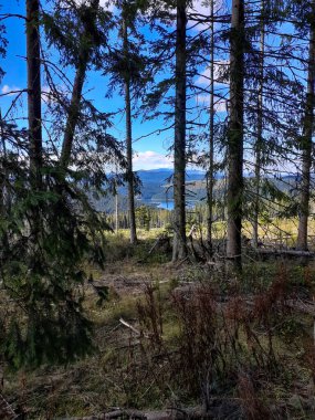 Kozalaklı ağaçlar ve dağ manzarası..