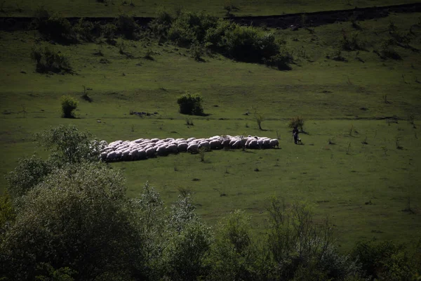 Группа Овец Пастухом Ясное Лето — стоковое фото