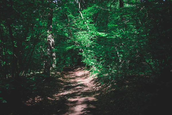 Hermoso Camino Bosque — Foto de Stock