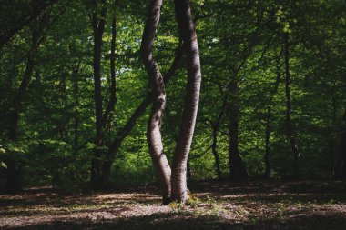 Güzel eğri büğrü çifte ağaç, üzerinde güneş ışığı olan çatal şeklinde ağaç..