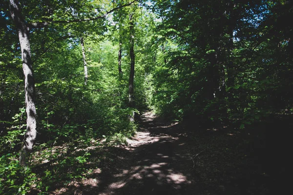 Strada Nella Foresta Estate Raggi Sole — Foto Stock