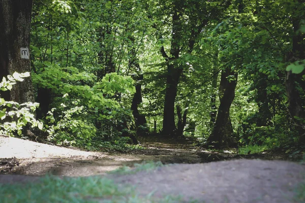 森と道路 曲がった木 森の中のエントリ — ストック写真