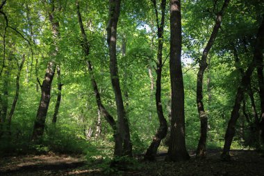 Ormandaki eğri ağaçlar, yeşil ağaçlardaki güneş ışığı.