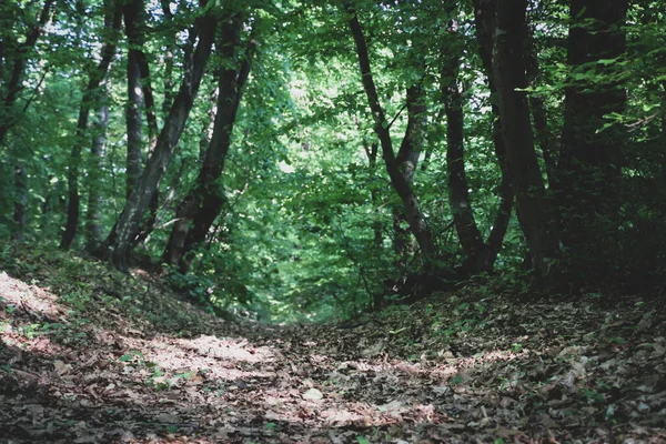 葉は森の中の道を覆い 側面の木は — ストック写真