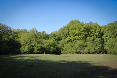 Çayır, çalılar ve güneş ışığı. Güzel manzara.