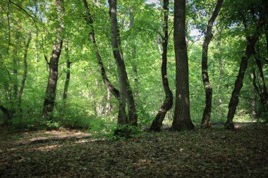Ormandaki esrarengiz eğri ağaçlar ve üzerindeki güneş..