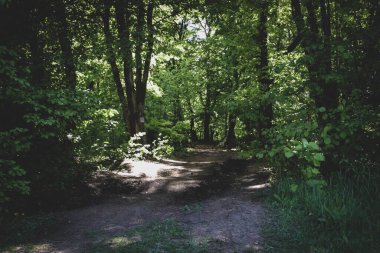 Ormandan gelen bir yolda gün ışığı. Yaz zamanı..
