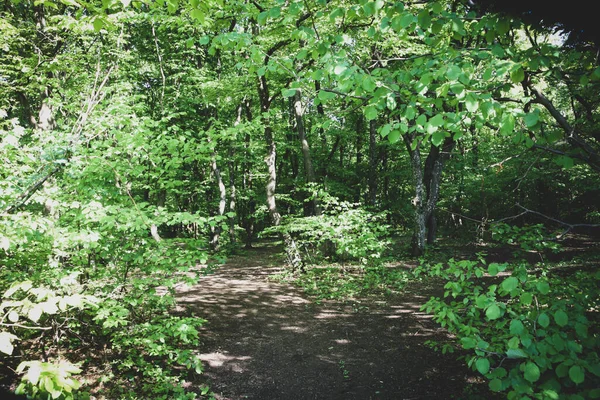 Потерянный Путь Лесу Ветви Солнца — стоковое фото