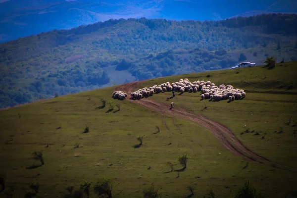 Les Moutons Sur Colline Rapprochent Sur Sommet Colline Voiture Berger — Photo
