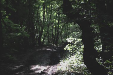 Ormandaki ürkünç ağaç ve bir off-road, ayrıca patika..