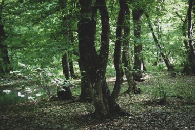 Ormanın ortasında örülmüş bir ağaç..