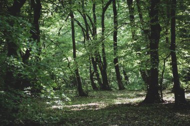 Orman arka planı yeşil yaz zamanı.