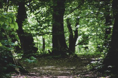 Yolun sonundaki ormanda ürkünç ağaçlar.