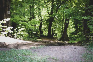 Garip eğri ağaçlar ve toprak.