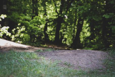 Çimlerin ve eğri ağaçların olduğu ormanın arkasını kapatın..