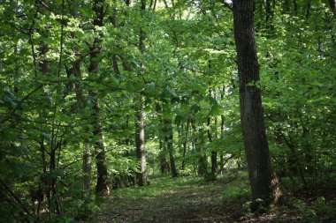 Yeşil orman ve yol.