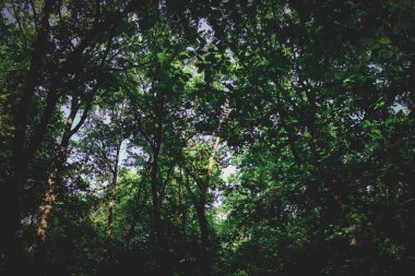 Orman arka planı, Akşamları Puslu Eski Orman.