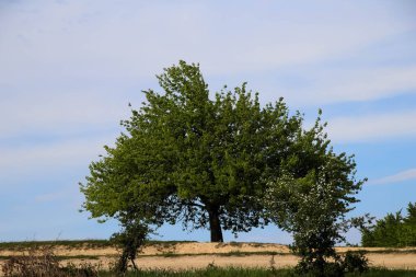 Yazın mavi gökyüzü olan, kumsalın ortasında yeşil bir ağaç..