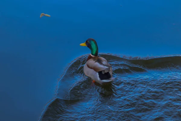 Amazing mallard duck in the water, beautiful one.