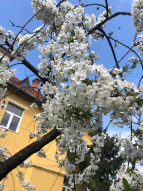 Doğa çiçekleri gökyüzü ve arka planda bina ile güzel çiçek açıyor..