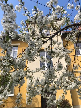 Serin doğa çiçekleri gökyüzü ve arka planda bina ile güzel çiçek açıyor..
